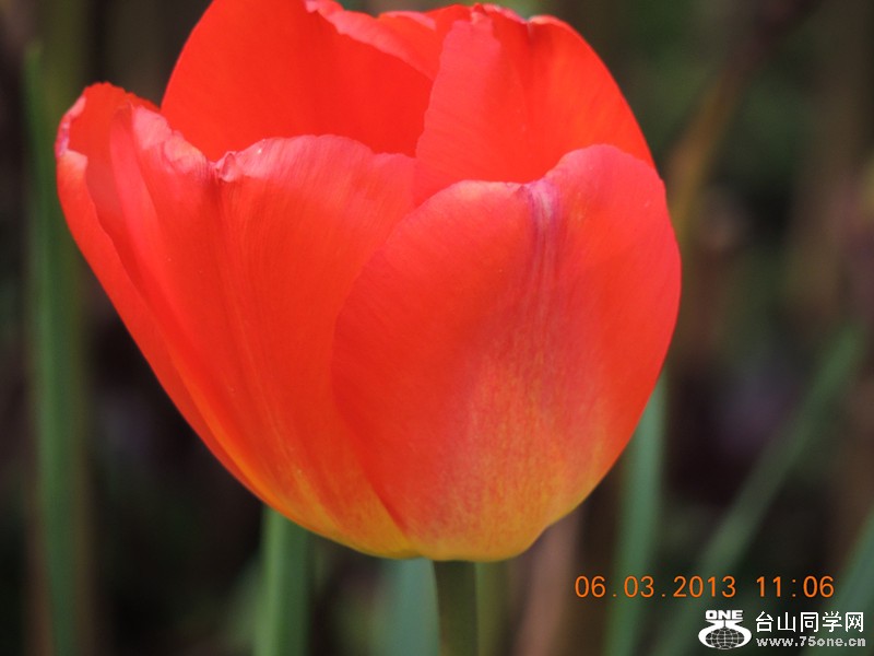 flower 904_.jpg