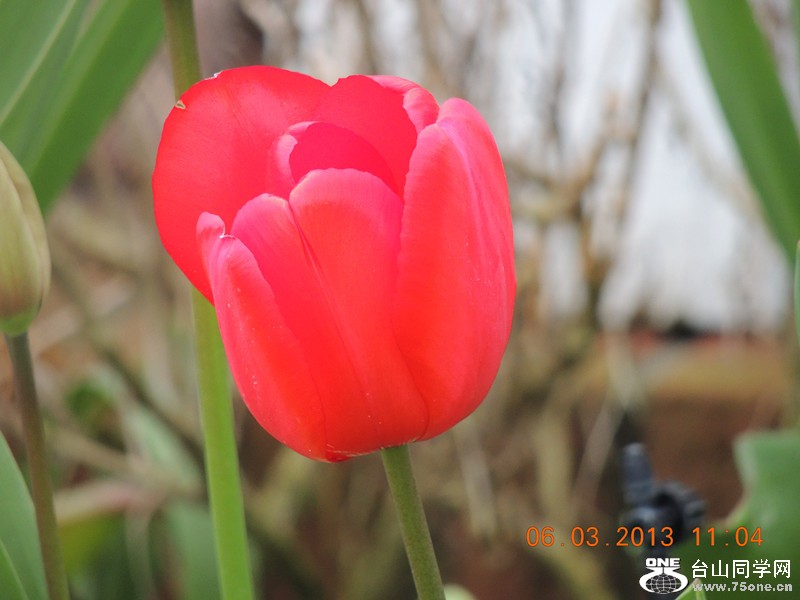 flower 890_.jpg