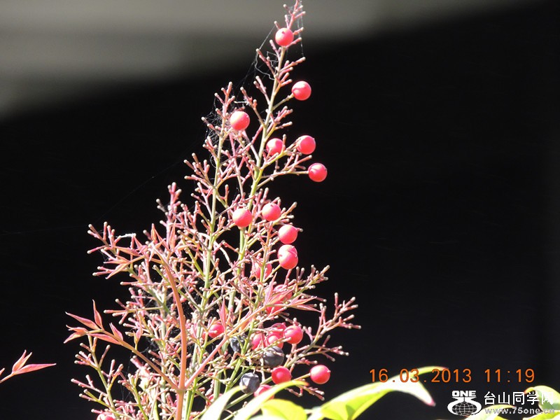 flower 1368_副本.jpg