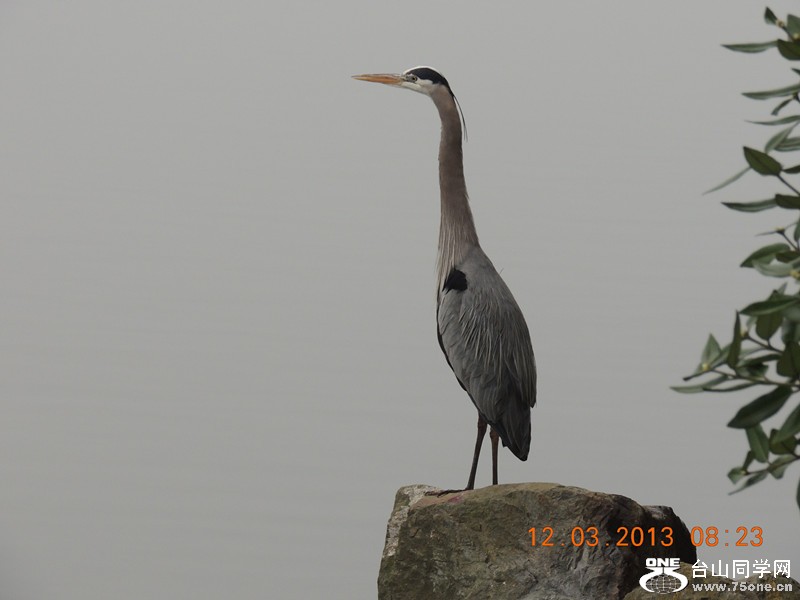 bird 1526_.jpg