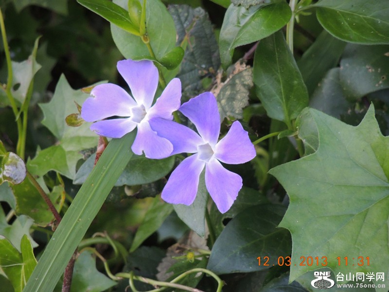 flower 1251_.jpg