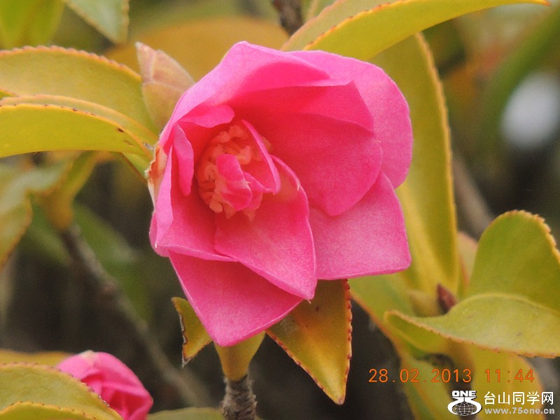 flower 688_.jpg