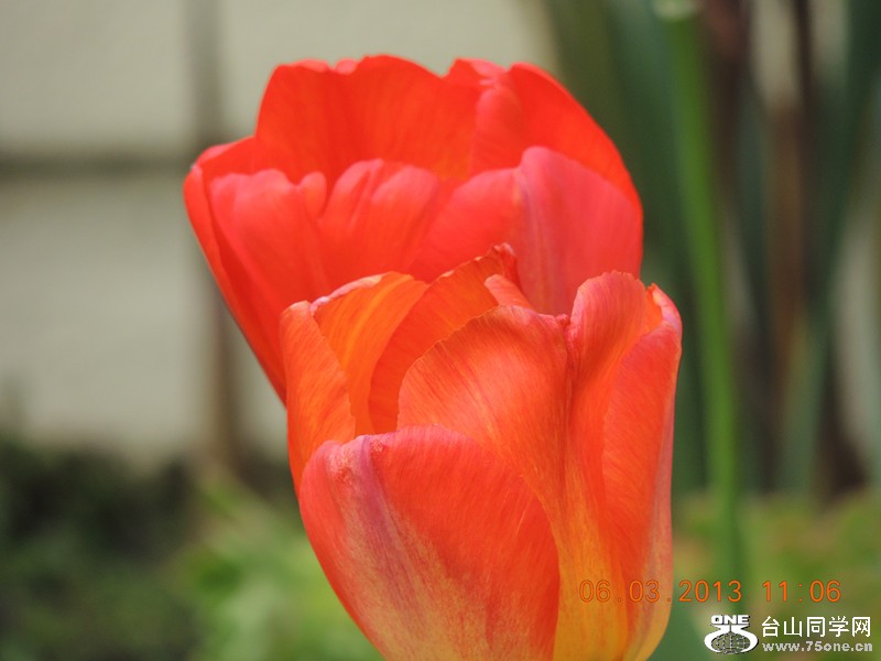 flower 906_.jpg