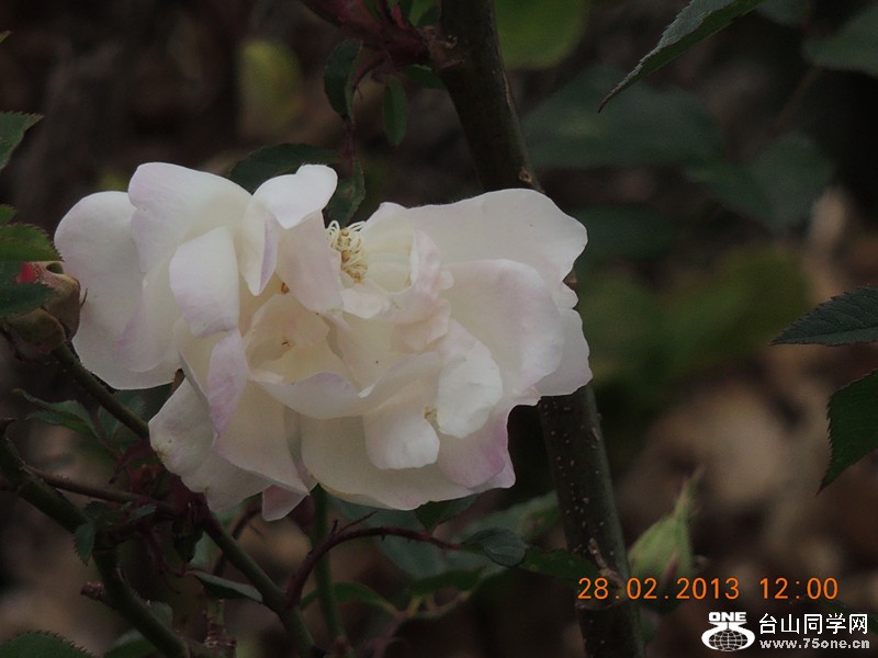 flower 722_.jpg