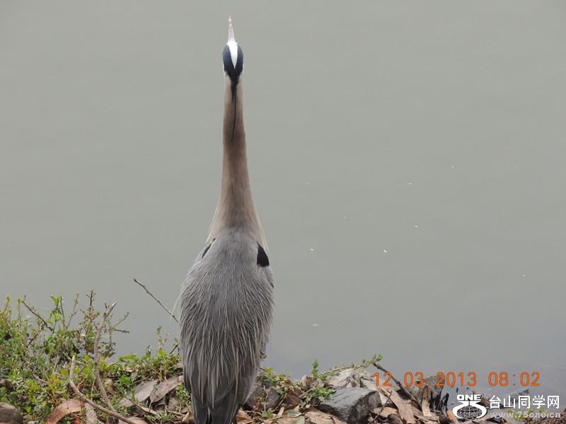 bird 1510_.jpg