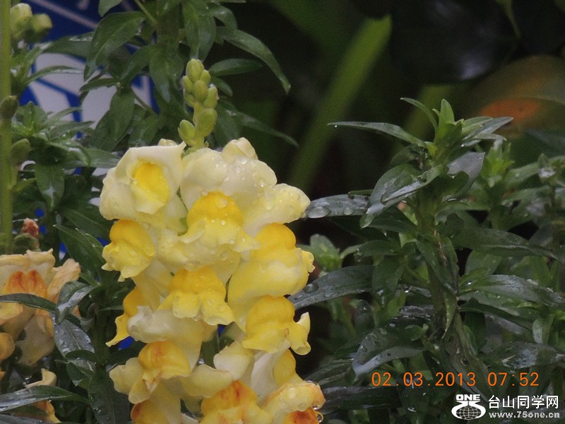 flower 771_.jpg