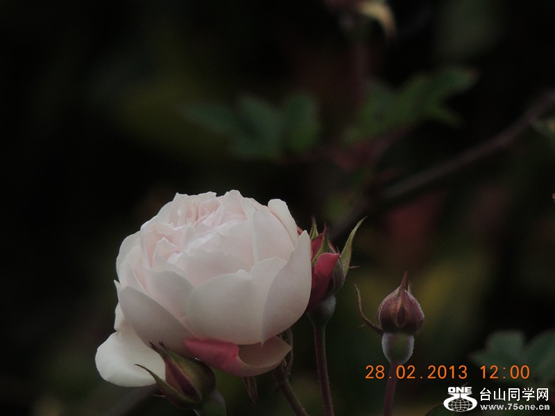flower 721_.jpg