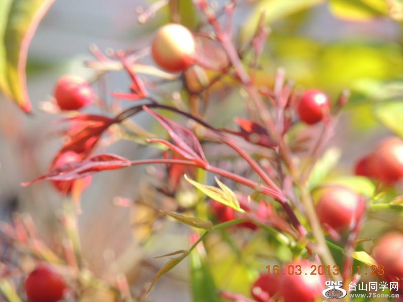 flower 1375_副本.jpg