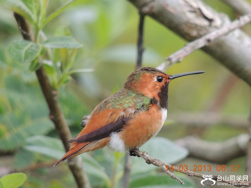 bird 1598_.jpg