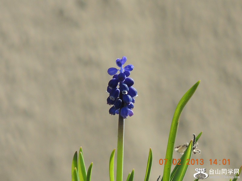 flower 327_.jpg