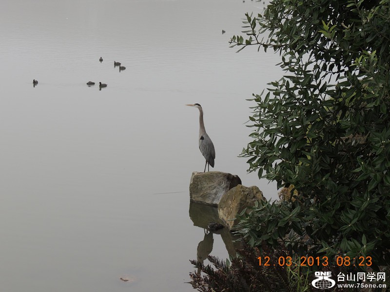 bird 1527_.jpg
