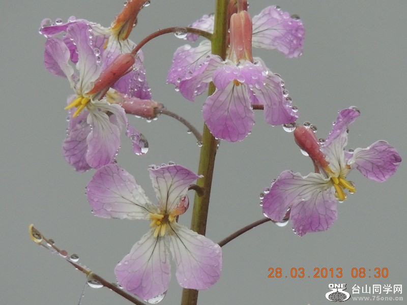 flower 2030_.jpg