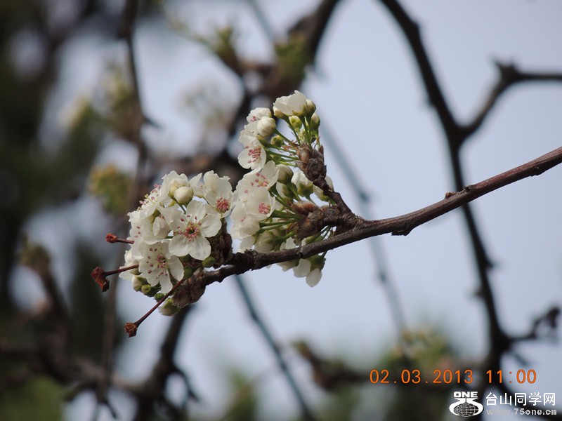 flower 779_.jpg