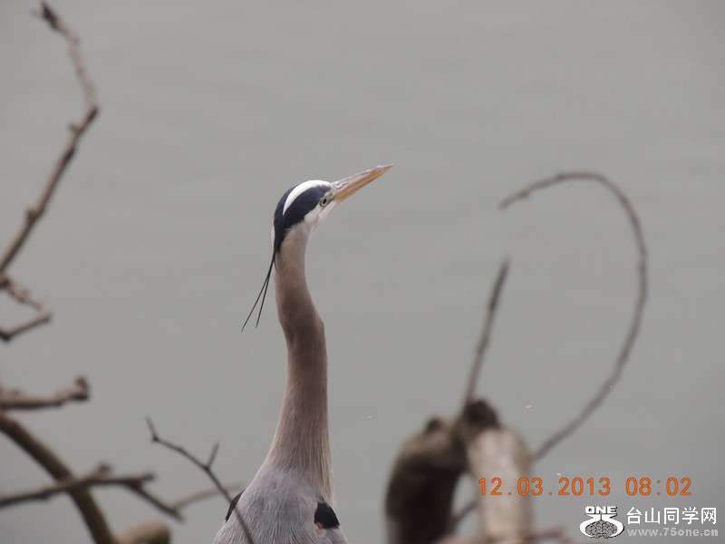 bird 1509_.jpg