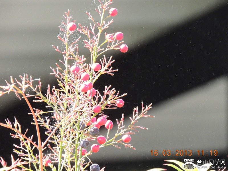 flower 1369_副本.jpg