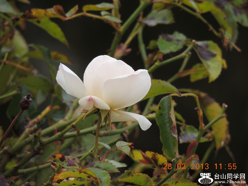 flower 713_.jpg