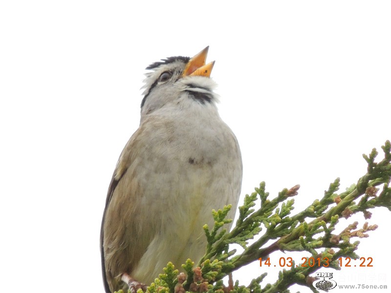 bird 1623_.jpg