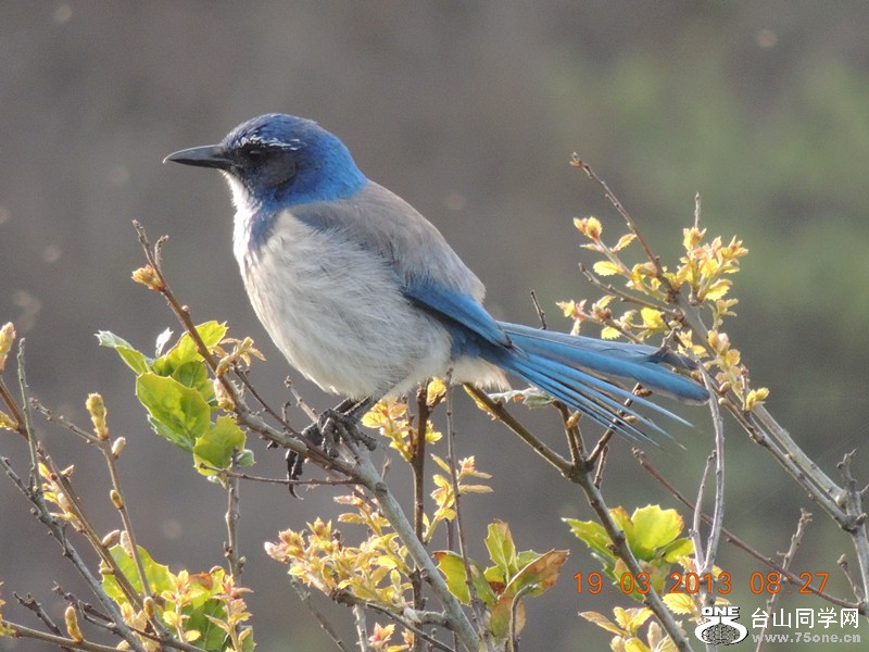 bird 1767_.jpg