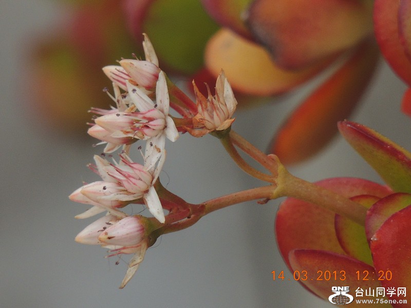 flower 1333_.jpg