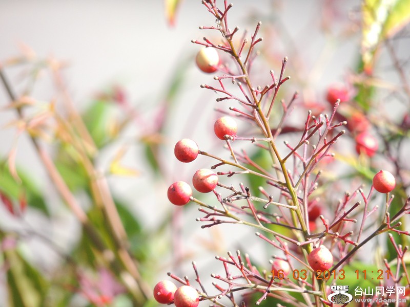 flower 1372_副本.jpg