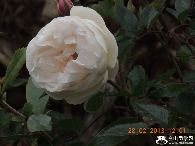 flower 724_.jpg