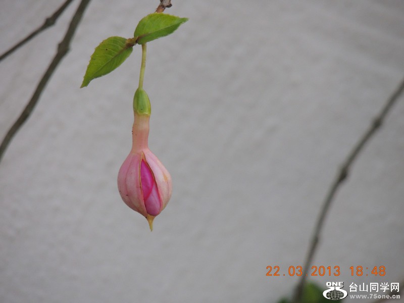 flower 1669_.jpg