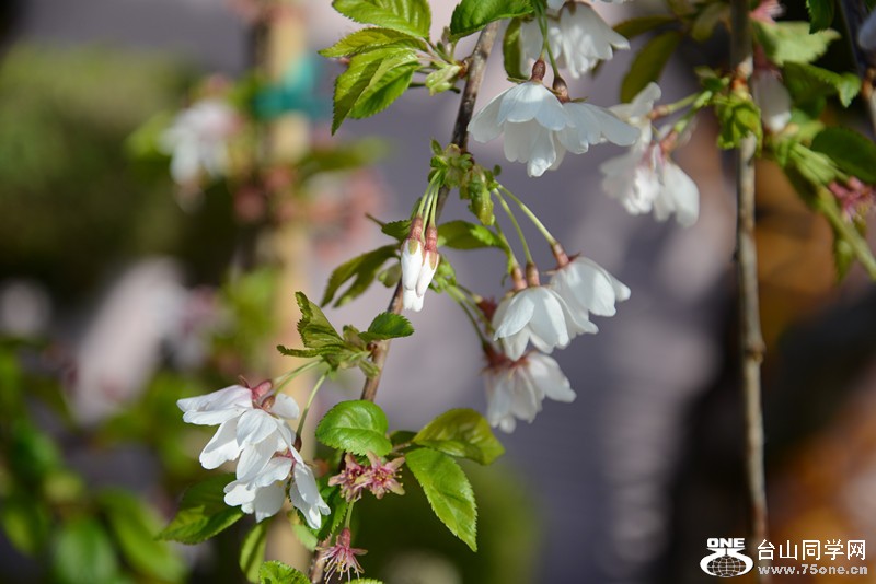flower 837_.jpg