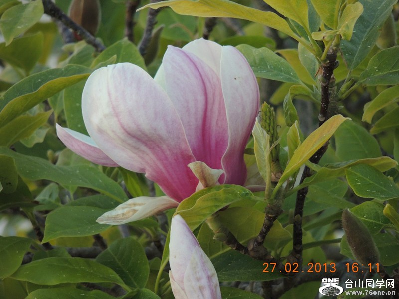 flower 680_.jpg