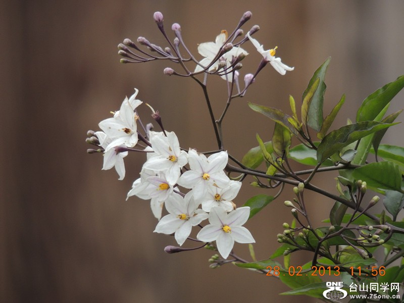 flower 715_.jpg