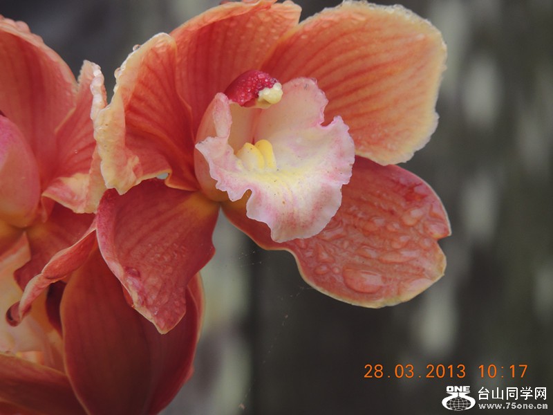 flower 2048_.jpg