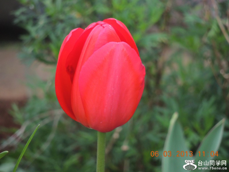 flower 895_.jpg