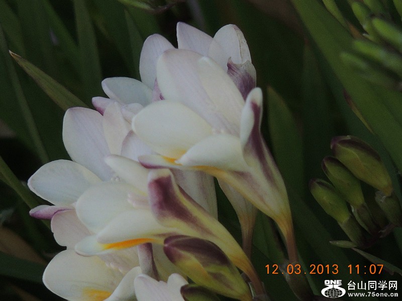 flower 1228_.jpg