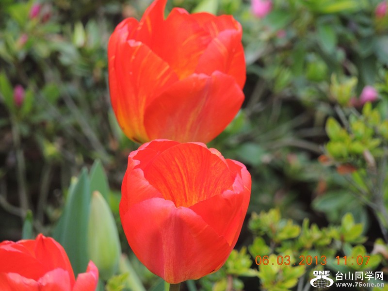 flower 912_.jpg