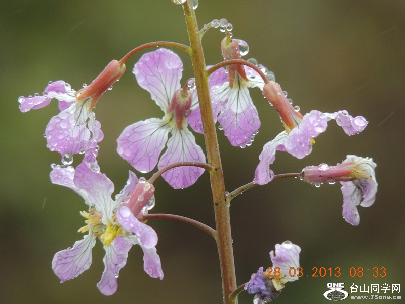 flower 2040_.jpg