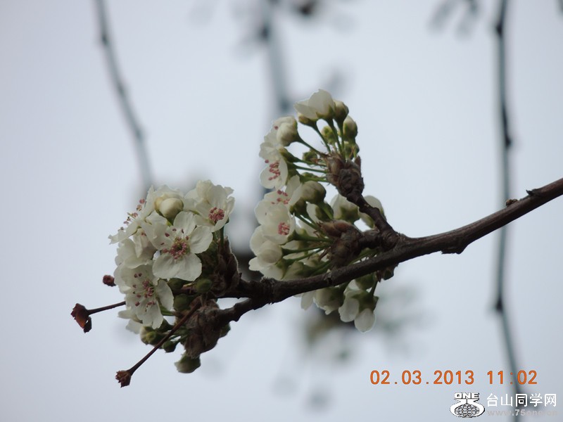 flower 783_.jpg