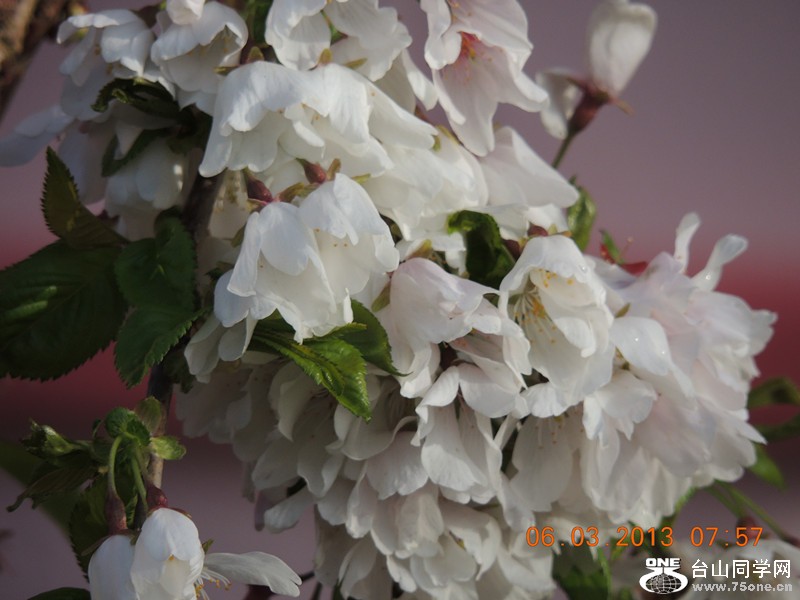flower 871_.jpg