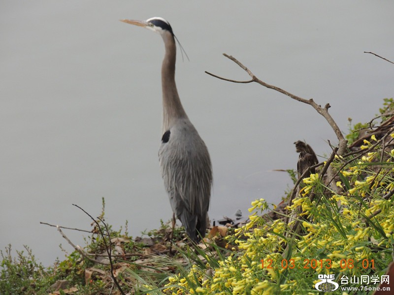 bird 1505_.jpg