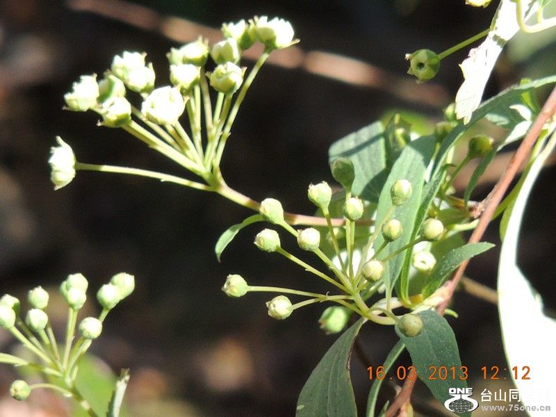 flower 1377_副本.jpg