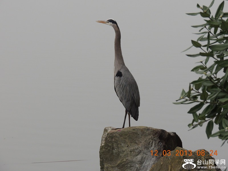 bird 1529_.jpg
