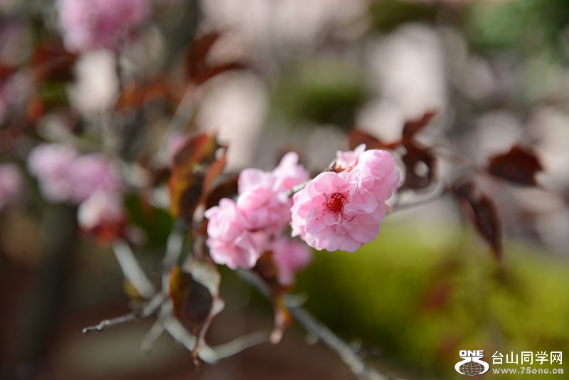 flower 605_.jpg