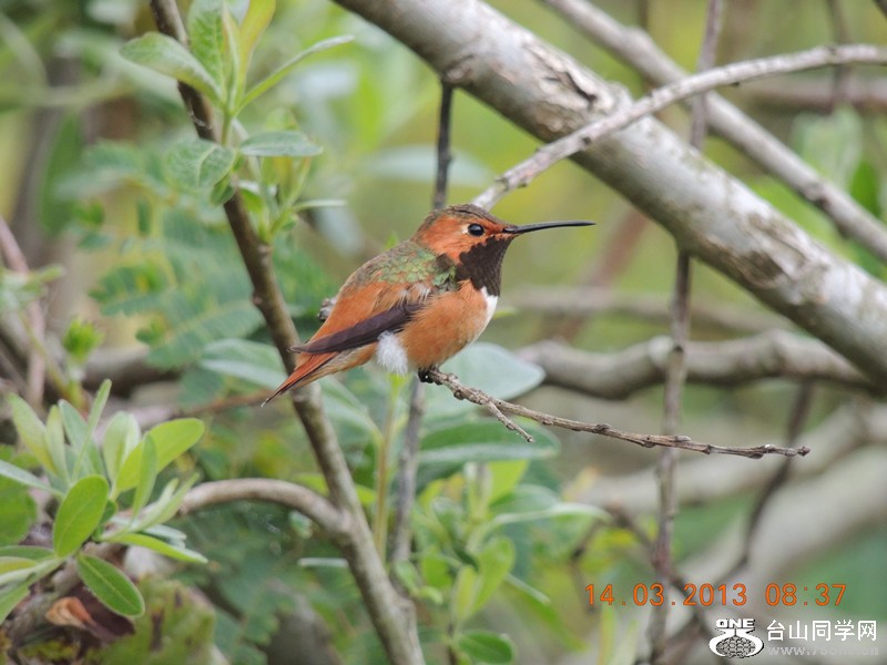 bird 1596_.jpg
