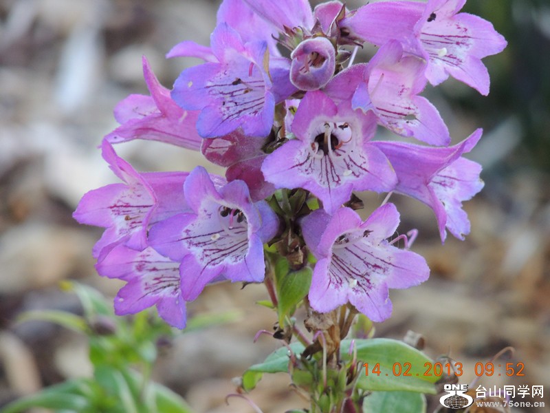 flower 446_.jpg