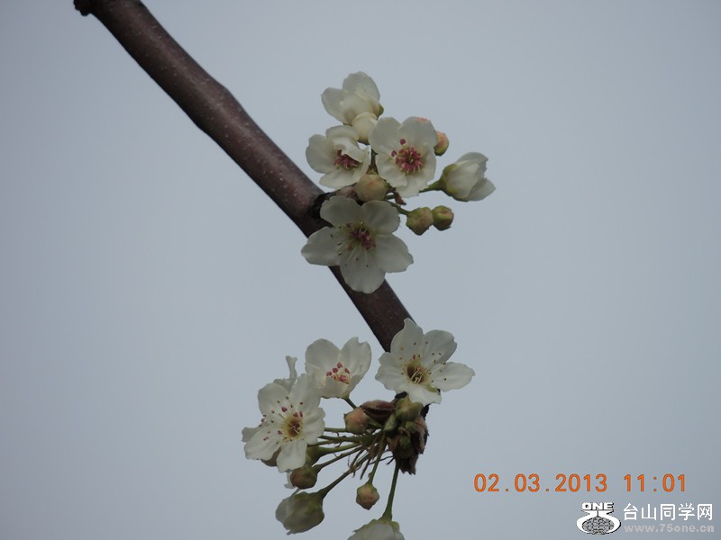 flower 781_.jpg