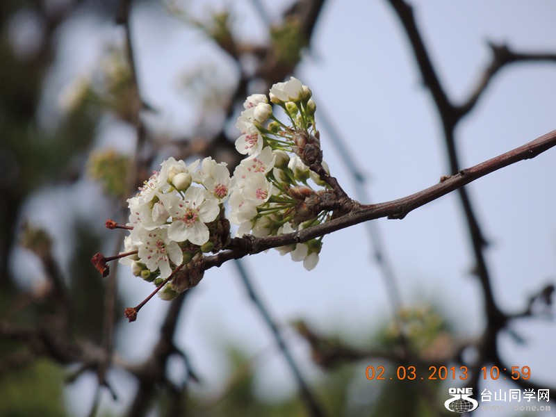 flower 776_.jpg