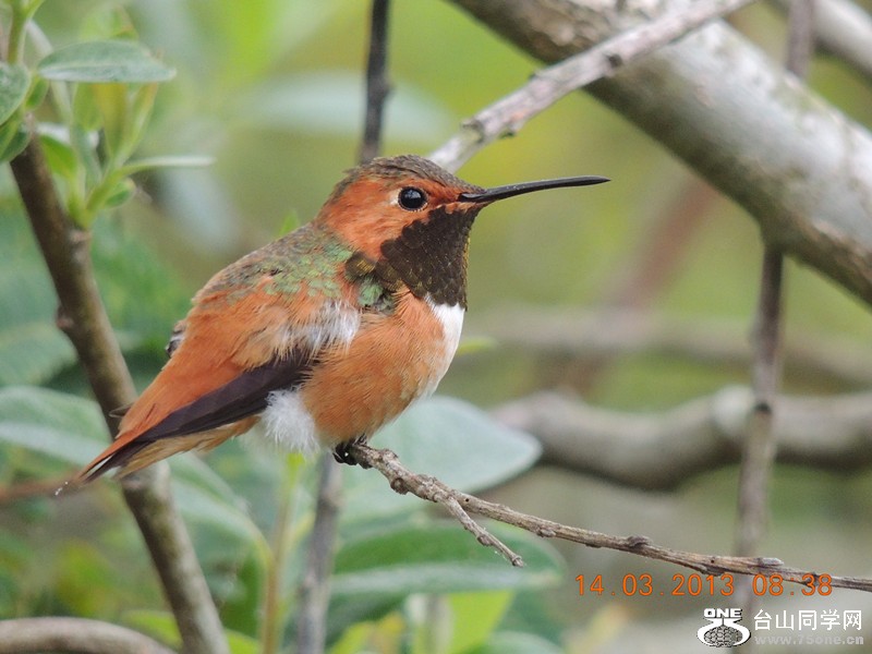 bird 1602_.jpg