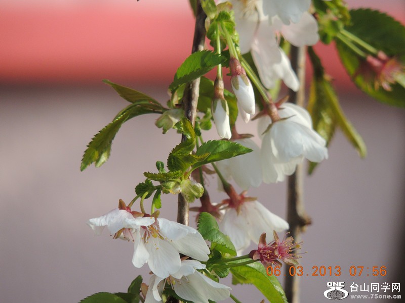 flower 866_.jpg