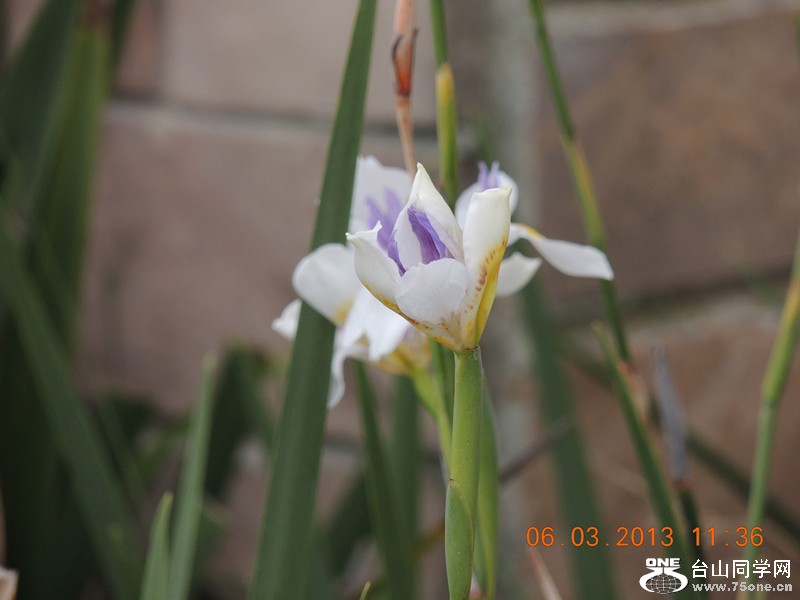 flower 938_.jpg