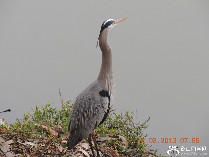 bird 1500_.jpg