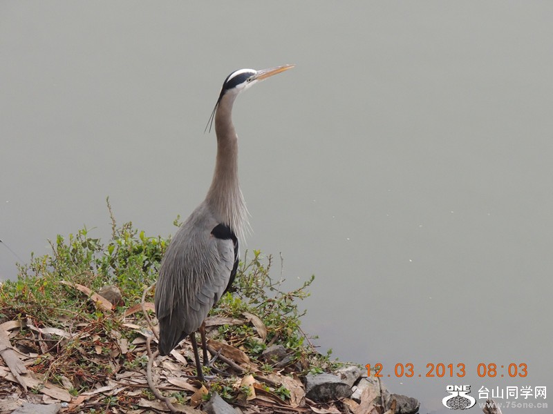 bird 1517_.jpg