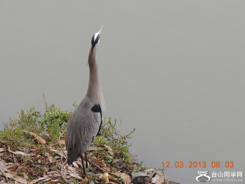 bird 1516_.jpg
